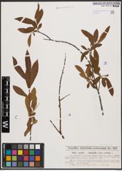 Salix aurita L. x Salix viminalis L.